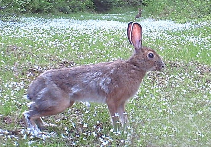 SnowshoeHare_053011_2006hrs.jpg - Snowshoe Hare (Lepus americanus)